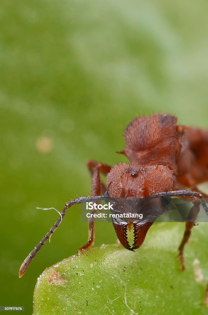 Red Color Ant Red Ant Stock Photo - Download Image Now - 2015, Ant, Insect - iStock