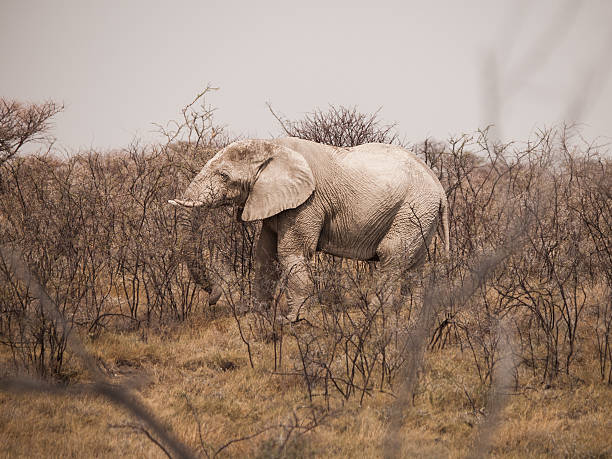 słoń afrykański w krzaku - africa south africa african culture plain zdjęcia i obrazy z banku zdjęć