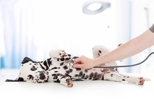 dog examination by veterinary doctor with stethoscope in clinic clinical dog examination by veterinary doctor with stethoscope dalmatian stock pictures, royalty-free photos & images