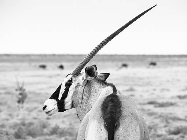 Detailed view of gemsbok antelope