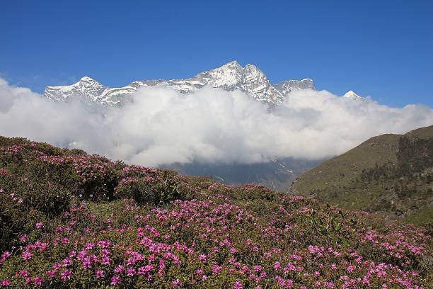 istock Spring scene in the Everest National Park 501918506