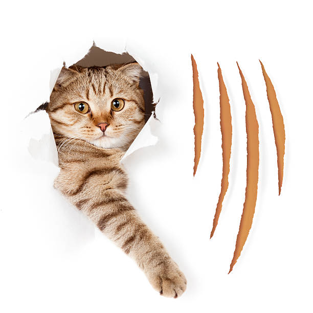 istock Funny cat in torn wallpaper hole with claw cuts isolated 501919056