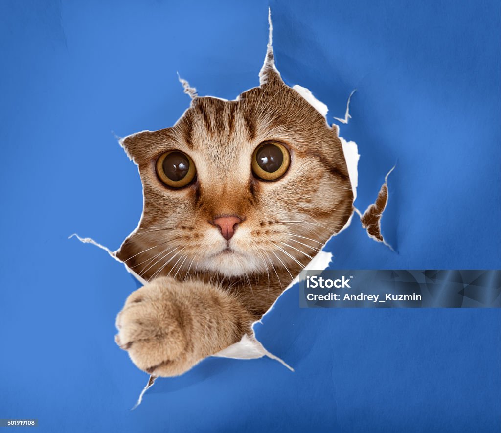 cat in blue chromakey paper hole cat in blue chromakey paper background Domestic Cat Stock Photo