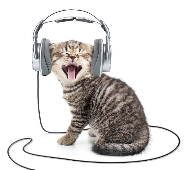 bel gattino gatto cantando in cuffie ascoltando musica via cavo - animals and pets arts and entertainment music foto e immagini stock