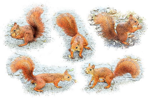 Set of drawings of squirrels. Digital sketch colored pencils