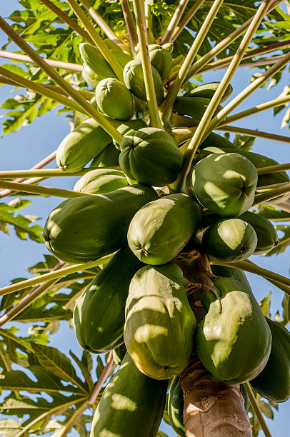 Papaya Fruits stock photo