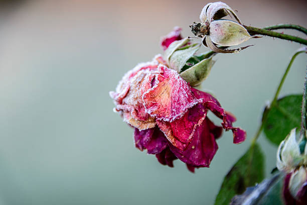 withered rose cubierto de escarcha - withered flower fotografías e imágenes de stock