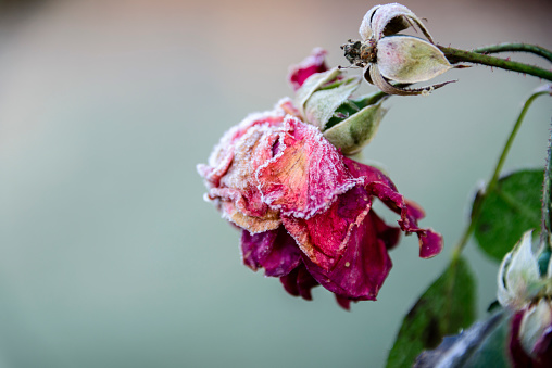 The last remaining withered rose covered with frost.