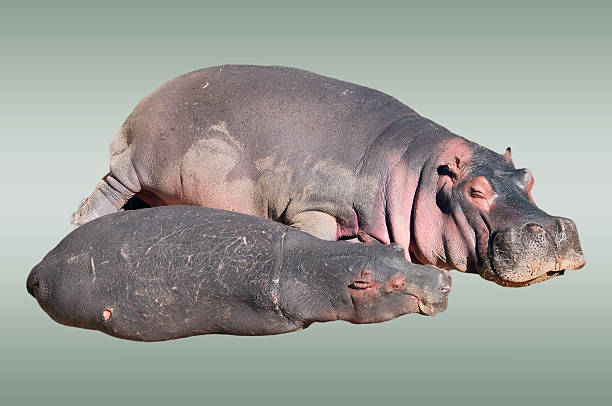 Mommy Hippo with her baby stock photo