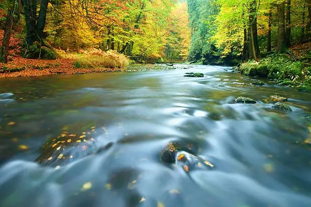 Stony bank of autumn mountain river covered by orange beech leaves. Fresh green leaves on branches above water make reflection