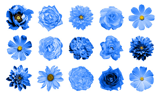 Mix collage of natural and surreal blue flowers 15 in 1: dahlias, primulas, perennial aster, daisy flower, roses, peony isolated on white