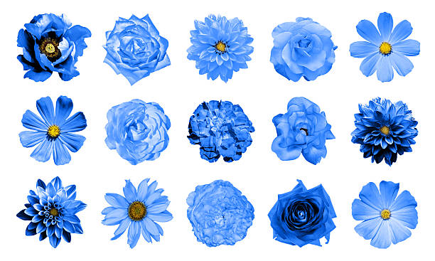 Collage of natural and surreal blue flowers 15 in 1 Mix collage of natural and surreal blue flowers 15 in 1: dahlias, primulas, perennial aster, daisy flower, roses, peony isolated on white blue roses stock pictures, royalty-free photos & images