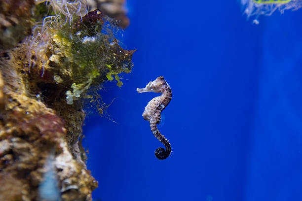 istock Aquarium fish seahorse 501932374