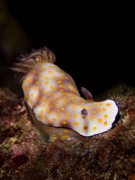 istock Risbecia pulchella, Nudibranch 501932920