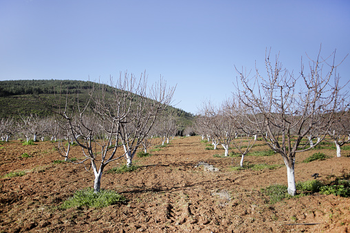 Rows of cherry trees in Izmir, Turkey