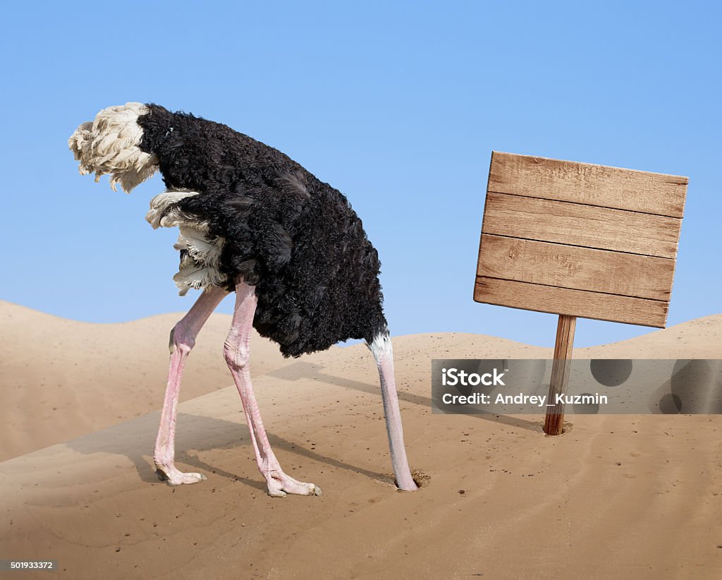 scared ostrich burying head in sand near blank wooden signboard scared ostrich burying head in sand near standing blank wooden signboard Ostrich Stock Photo