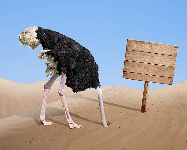scared ostrich burying head in sand near blank wooden signboard scared ostrich burying head in sand near standing blank wooden signboard ignoring photos stock pictures, royalty-free photos & images
