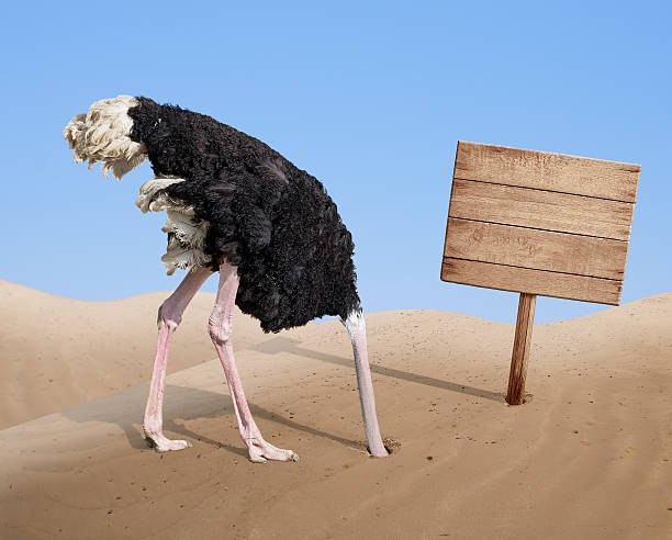 scared ostrich burying head in sand near blank wooden signboard scared ostrich burying head in sand near standing blank wooden signboard indifference stock pictures, royalty-free photos & images