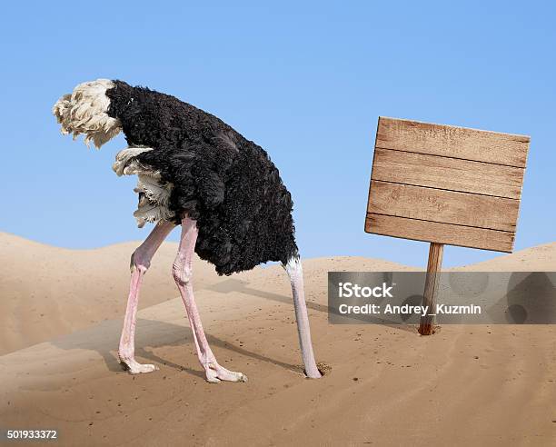 Scared Ostrich Burying Head In Sand Near Blank Wooden Signboard Stock Photo - Download Image Now