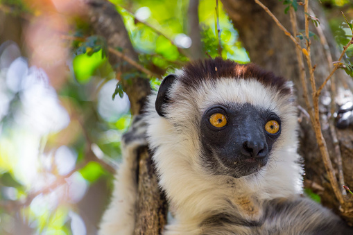 Cute white hairy Sifaka lemur in a jungle in Madagascar, Africa.
