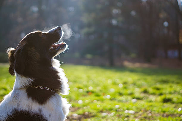 Dog looking up playfully enjoying the morning sun on a cool morning with his breath visible.