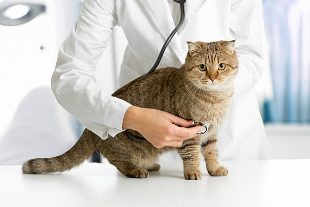 istock Cat in veterinarian clinic 501934116