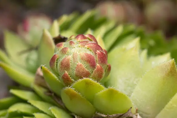 Digital photo of rolling Hen-and-chicks, Sempervivum globiferum. This plant is popular in gardens.
