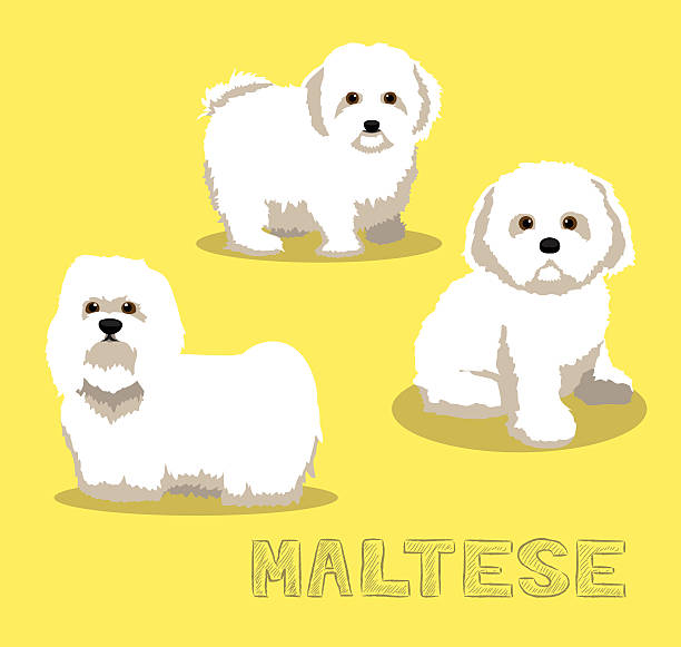 ilustrações de stock, clip art, desenhos animados e ícones de cão maltês rapaz ilustração vetorial - ilhas de malta