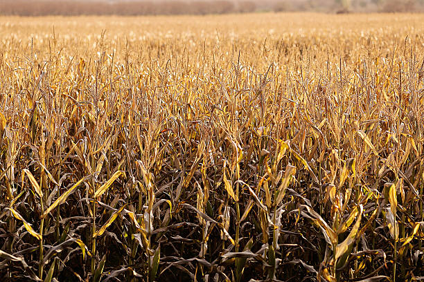 istock Cornfield with farmland at sunset. 501935760