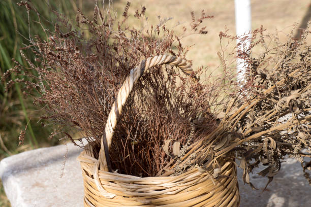 istock basket full dry fruits forest 501936146
