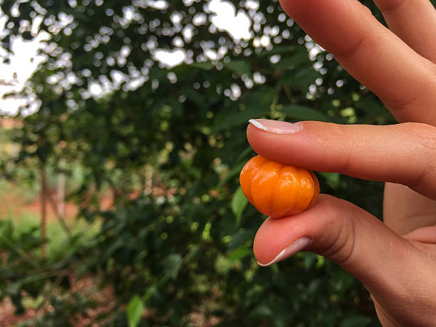 istock Hands holding a pitanga - Brazilian fruit 501936710