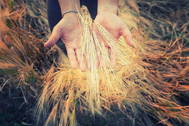 istock Hands from male farmer with barlay 501936758