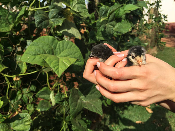 istock Female hands holding a couple chicks 501936810