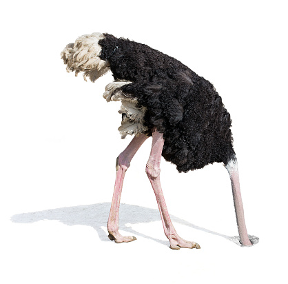 Ostrich burying head in sand. Ignoring problems concept.