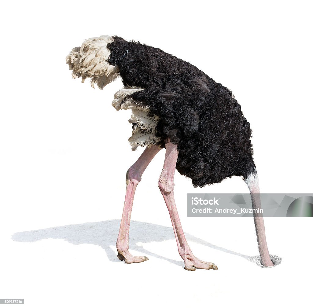 ostrich burying head in sand ignoring problems Ostrich burying head in sand. Ignoring problems concept. Ostrich Stock Photo