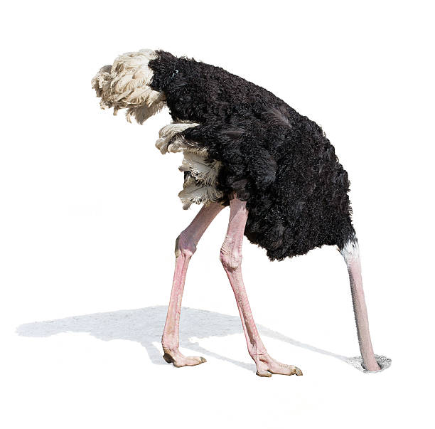 ostrich burying head in sand ignoring problems Ostrich burying head in sand. Ignoring problems concept. indifference stock pictures, royalty-free photos & images