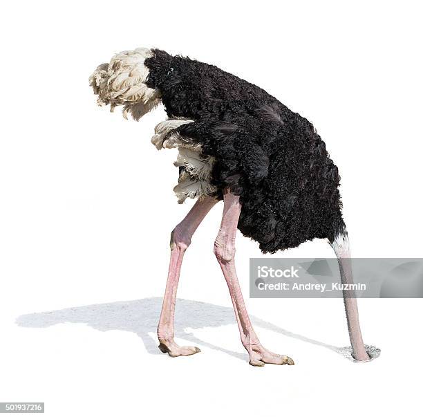Ostrich Burying Head In Sand Ignoring Problems Stock Photo - Download Image Now - Ostrich, Ignoring, Sand