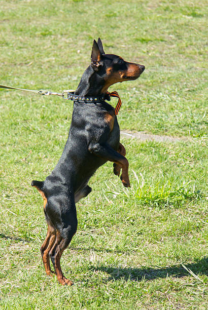 istock Pinscher stands on hind legs 501937586