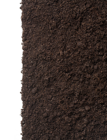 vertical soil or dirt section isolated on white background