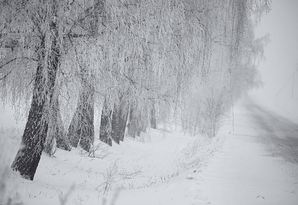 istock Black and white winter. Birch trees in the fog. 501939210