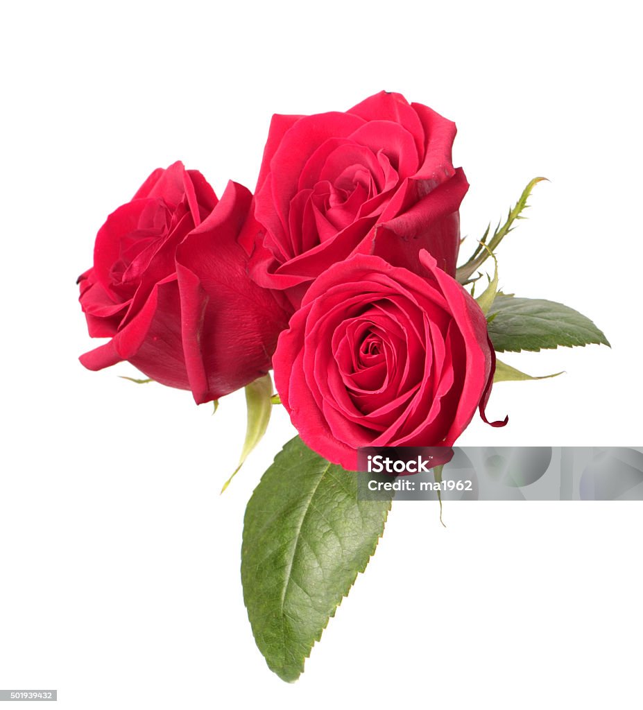 3 Roses Add Three Red Roses Stock Photo - Download Image Now - 2015, Anniversary ...