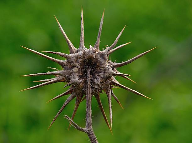 Dry flower of milk thistle on green background, silybum marianum