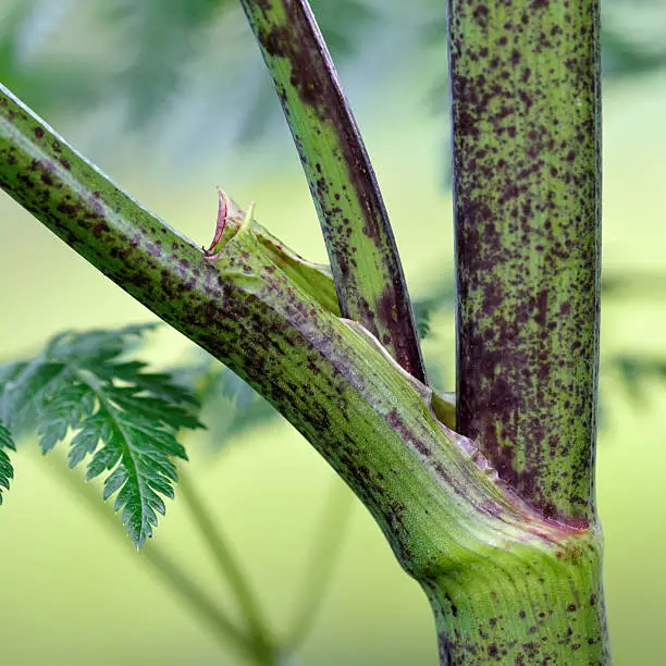 The stem of the poisonous hemlock plant, with purple spots