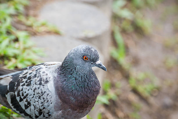 istock pigeon on the ground 501942458