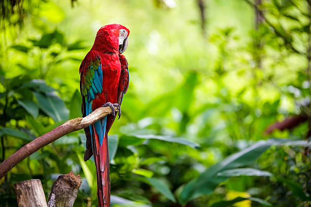 istock The potrait of Blue & Gold Macaw 501943991