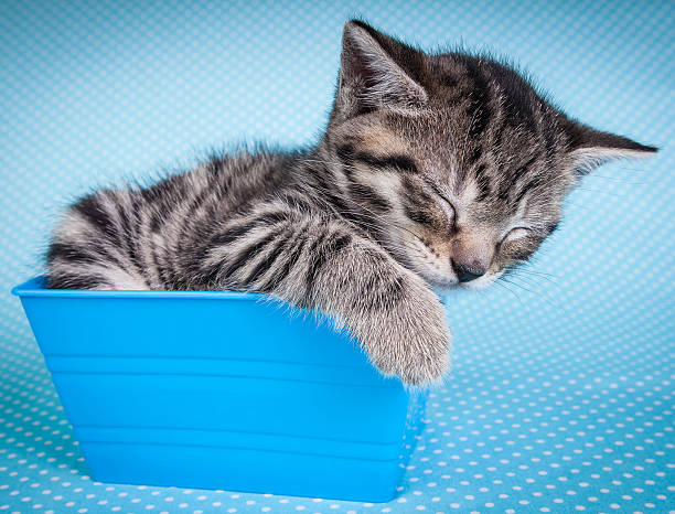 istock Kitten sleeping in a blue box on polka dot background 501944133