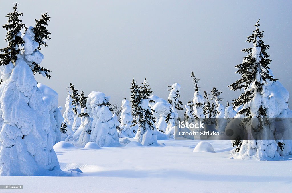 Bäume im Schnee - Lizenzfrei Abgeschiedenheit Stock-Foto