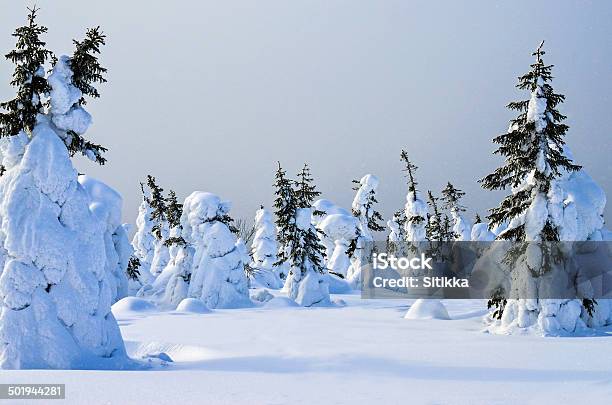 나무를 인공눈 0명에 대한 스톡 사진 및 기타 이미지 - 0명, 가문비나무, 겨울