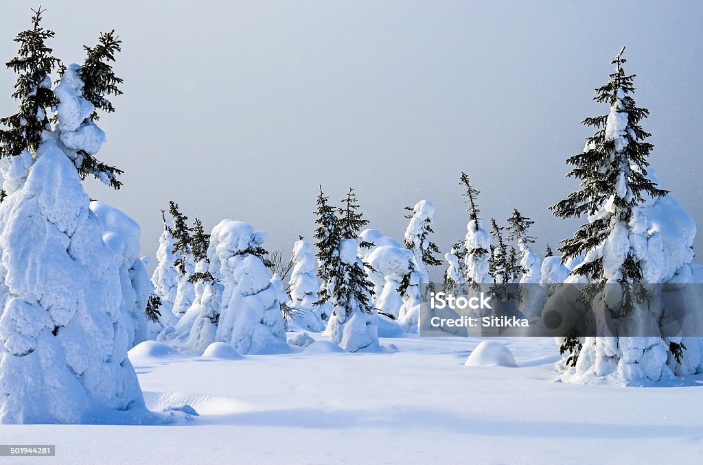 Árvores na neve - Foto de stock de Azul royalty-free