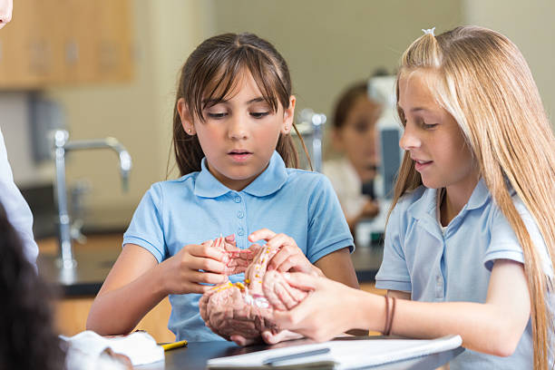 istock Elementary school girls studying brain model toy in science class 501944929